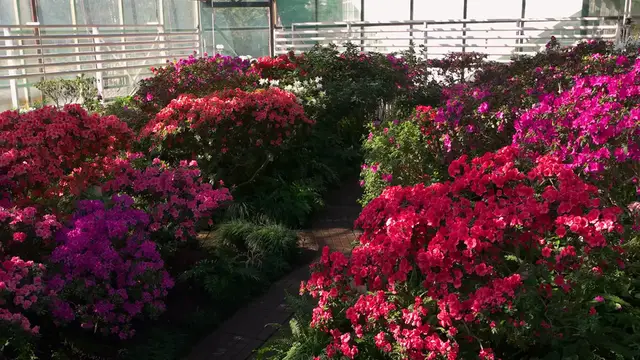 Video thumbnail for Growing Azaleas in Pots