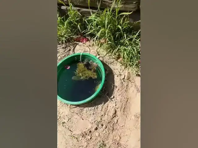 Video thumbnail for What the wind blows into my Pond and Tubs. Please throwaway your trash. #shorts