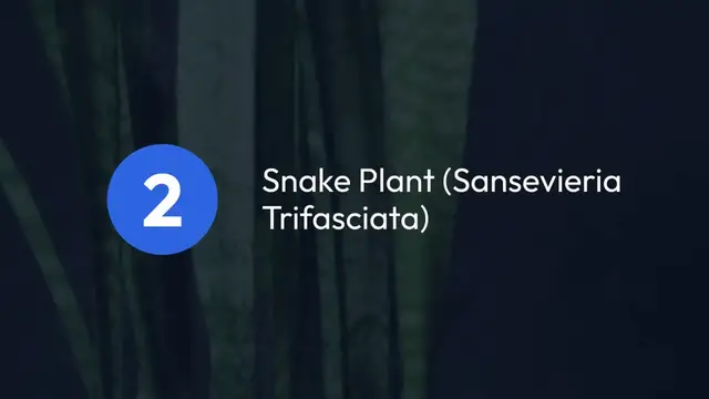 Video thumbnail for Best Indoor Plants For Air Quality