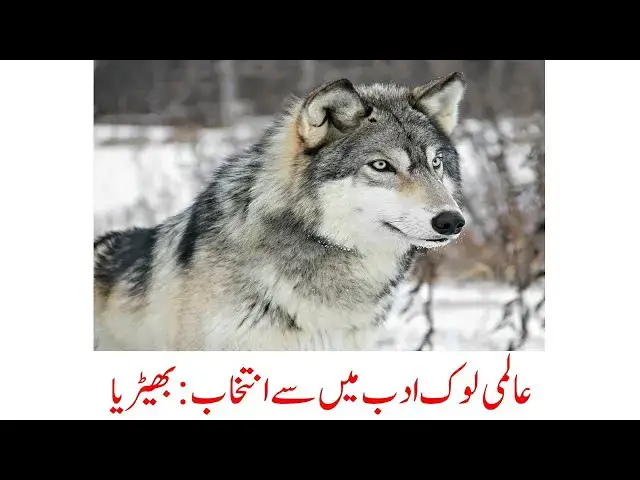 Video thumbnail for Famous Proverbs about Wolf | Dr. Amjad Bhatti YT | World Folk Literature | Wisdom