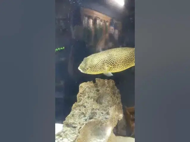 Video thumbnail for Mbu Puffer pair at Aquarium Fish Depot - San Diego #shorts