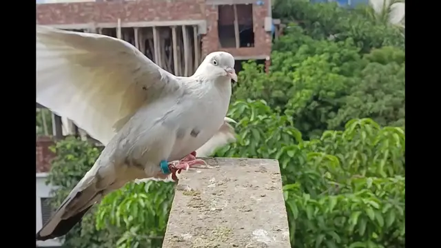 Video thumbnail for Pegion on the Window