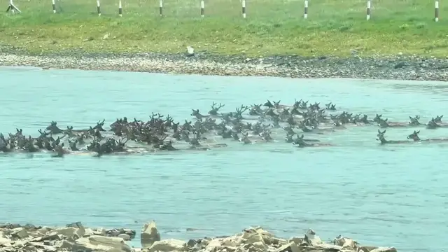 Video thumbnail for China: Rare herd of over 180 white-lipped deer spotted crossing Sichuan river.