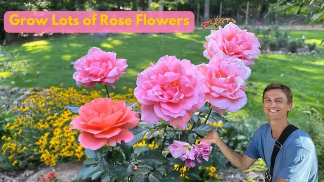 Video thumbnail for Easy ROSE Care for Months of Flowers - Complete Tutorial