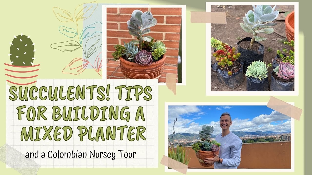 Video thumbnail for Keep SUCCULENTS Alive! How to Select, Care for & Plant Up Succulents (Spanish Subtitles)