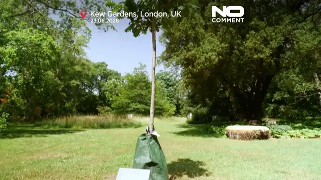 Video thumbnail for Dead tree painted red to highlight climate change impact