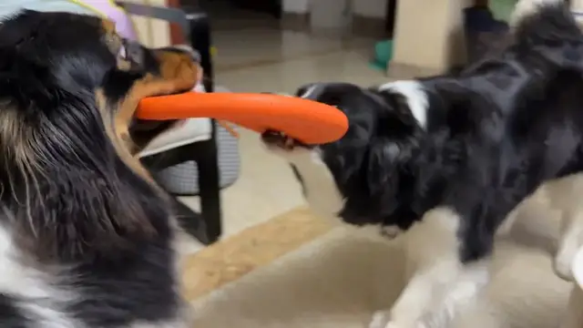 Video thumbnail for Epic Frisbee Tug-of-War Between Two Playful Dogs