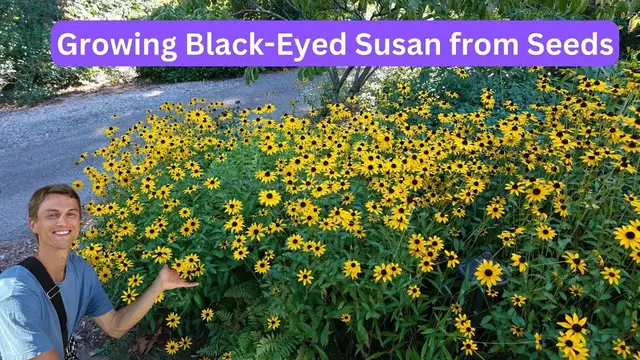 Video thumbnail for Growing BLACK-EYED SUSAN from Seeds - Complete Tutorial - Rudbeckia