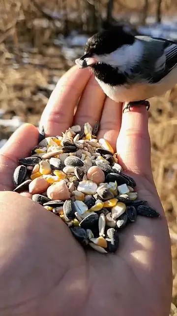 Video thumbnail for تفسير رؤيه العصفور في الحلم