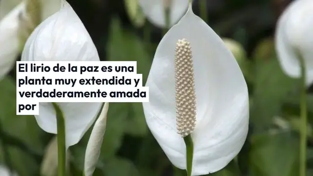 Video thumbnail for Lirio de la paz, este líquido vale oro: explotará muchas hojas verdes saludables