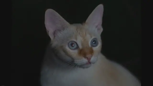 Video thumbnail for 30 Surprising Facts About Cats!!