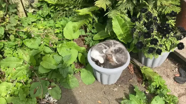 Video thumbnail for My cats