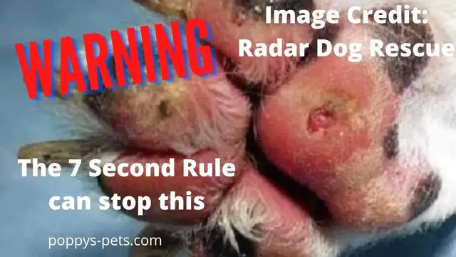 Video thumbnail for What Is The 7-Second Rule?  How to Stop Your Dog Burning Its Paw Pads Outdoors