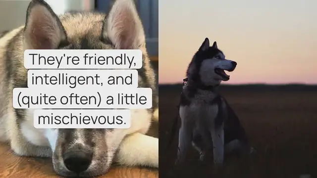 Video thumbnail for All the Siberian Husky Colors and Patterns (With Pictures!)