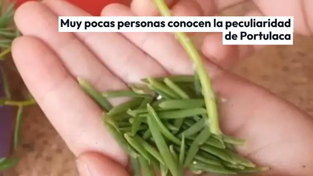 Video thumbnail for Portulaca Grandiflora, pocas personas conocen este increíble truco