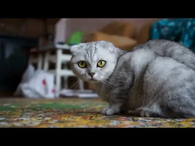 'Video thumbnail for Why are cats so good at landing on their feet?'