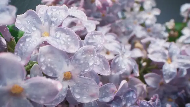 'Video thumbnail for Lilac Flower'