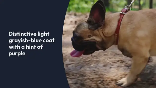 'Video thumbnail for Lilac French Bulldog'