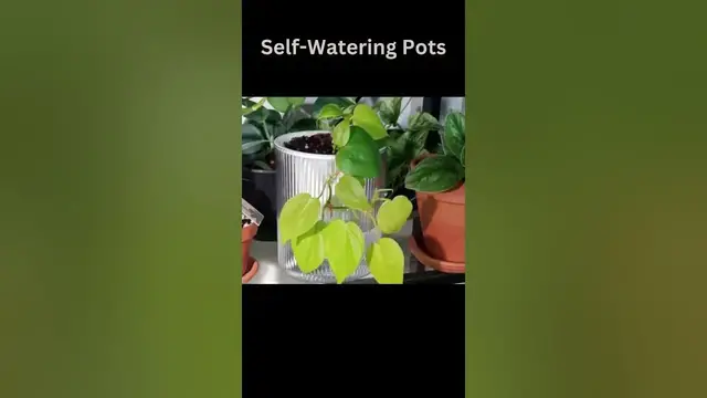 'Video thumbnail for Indoor Plant Watering Tricks || #shorts #short  #indoorplants'