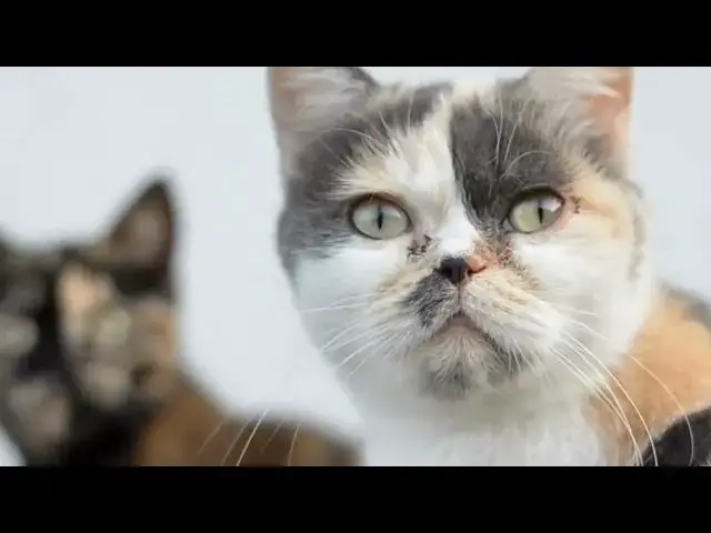 'Video thumbnail for How do cats establish territory and dominance?'