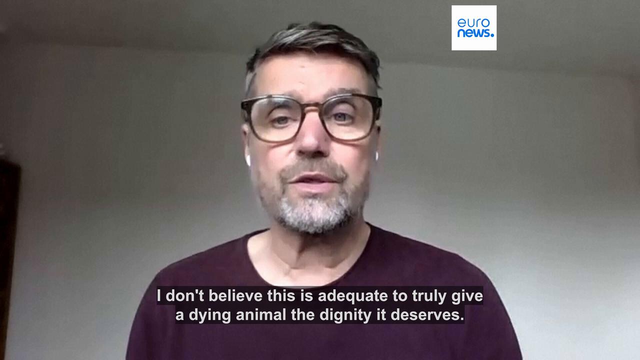 Video thumbnail for Timmy, the whale stranded off Germany's coast, swims off and gets stuck...again