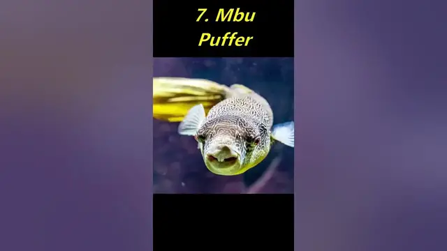 Video thumbnail for Top 10 Puffer Fish for Freshwater Aquariums