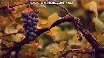 Video thumbnail for زراعة العنب اهم مشاكل زراعة العنب إنشاء بستان العنب