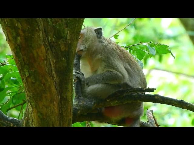 Video thumbnail for Enjoy the monkey life in the present.#monkey life