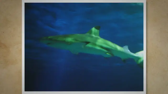 Video thumbnail for Are Blacktip Reef Sharks Dangerous? Separating Fact from Fiction