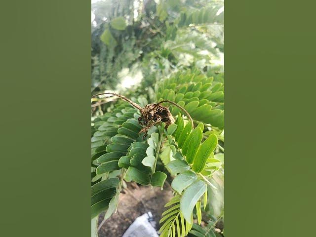 Video thumbnail for insect life#short#