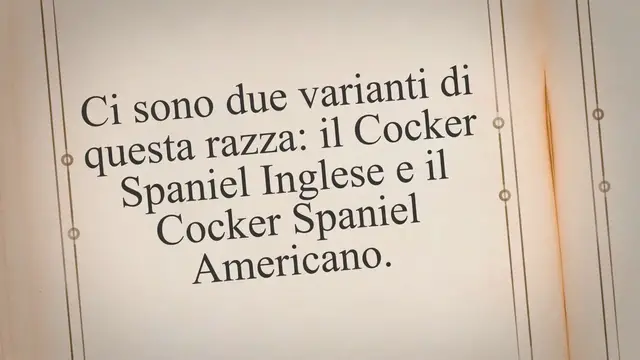Video thumbnail for Cocker Spaniel Inglese o Americano: Differenze e Similitudini