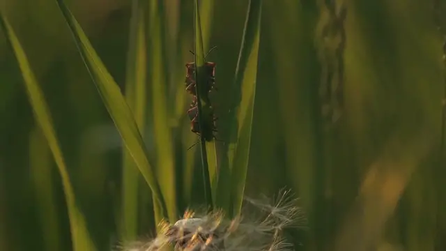 Video thumbnail for Organic Pest Control for Lavender