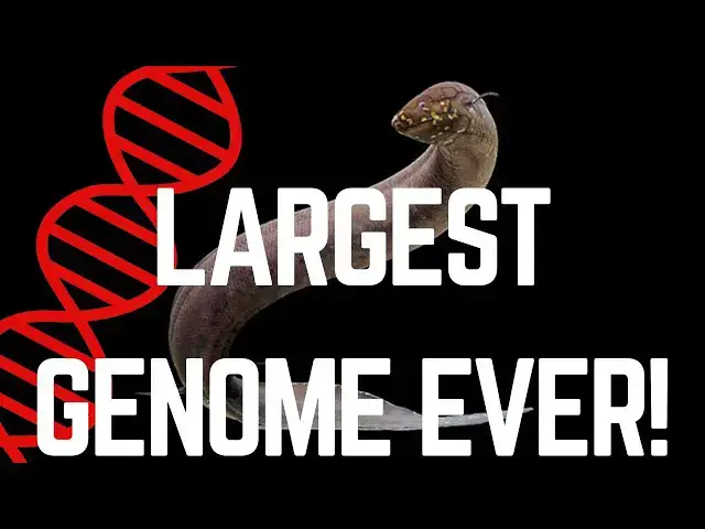 Video thumbnail for A Lungfish's Astonishing Genome | One Chromosome as Big as Ours!
