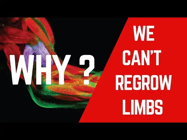 Video thumbnail for Why Can't Humans Regrow Limbs Biologists Explore the Mystery of Regeneration