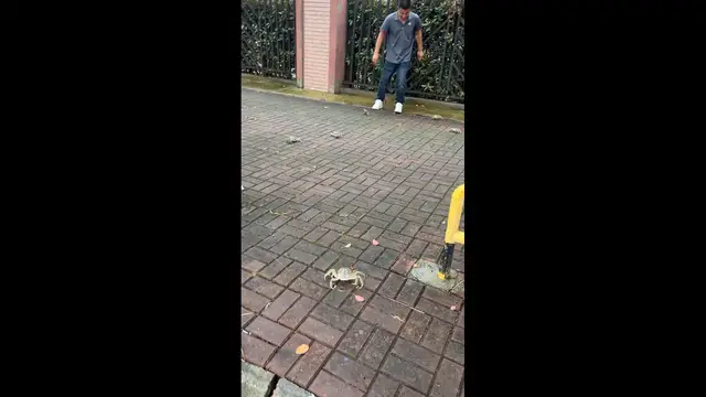 Video thumbnail for Crabs Crawl onto Streets in Suzhou as People Stop to Collect Them