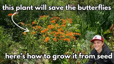 'Video thumbnail for Asclepias Butterfly Weed SEEDS - How to Harvest & Grow - Complete Tutorial'