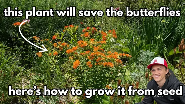 'Video thumbnail for Asclepias Butterfly Weed SEEDS - How to Harvest & Grow - Complete Tutorial'