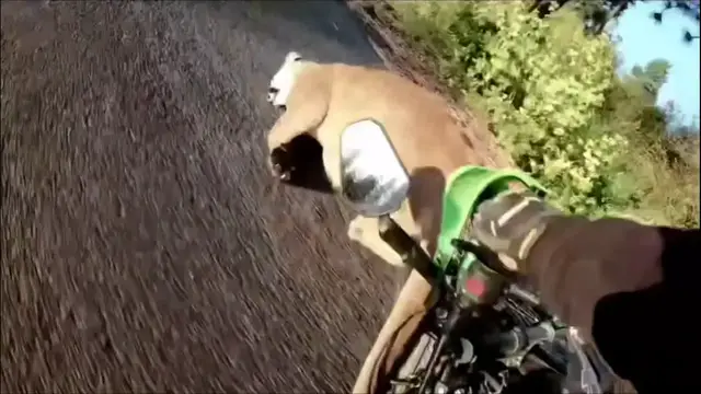 Video thumbnail for Motorcycle Hits Cougar on Rural Washington Road