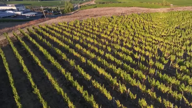 Video thumbnail for US: Vineyards stretch across California's Napa Valley.