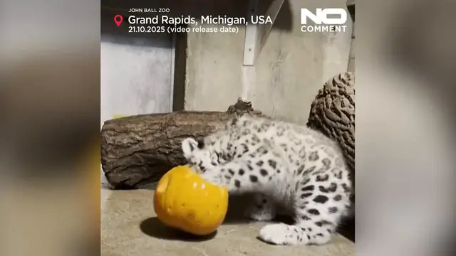 'Video thumbnail for Baby snow leopard sees a pumpkin for the first time'