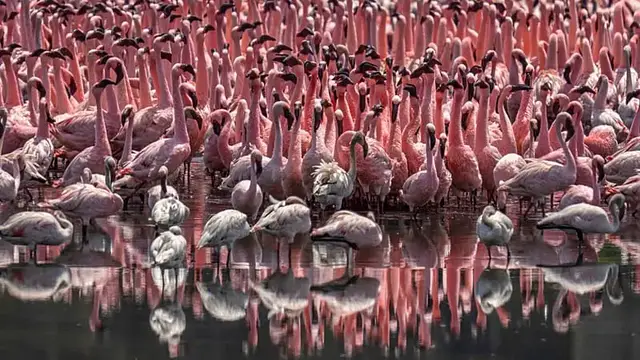 Video thumbnail for Kenya's iconic flamingos lose their pink as rift valley lakes change