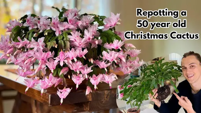Video thumbnail for Repotting my Christmas Cactus (Thanksgiving Cactus) - with Root Pruning Tips - Schlumbergera