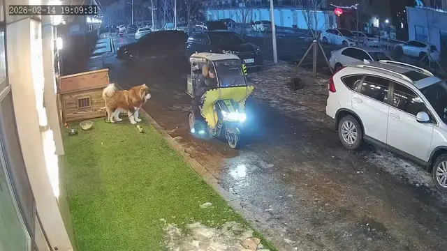 Video thumbnail for Delivery Guy Surprised by Huge Alaskan Malamute