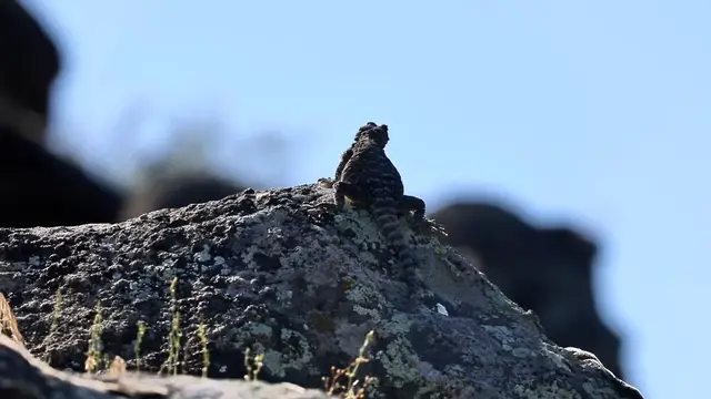 Video thumbnail for Türkiye: Rare Caucasian agama lizard filmed basking in eastern Türkiye's Iğdır.