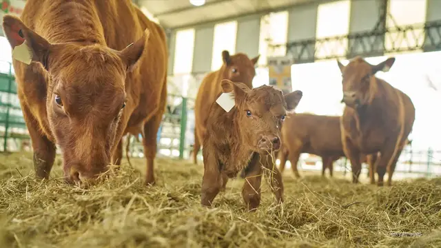 Video thumbnail for Low cattle supply could push steak prices up at supermarket