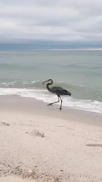 Video thumbnail for Great Blue Heron Struts the Shore with a Fake Shark Prize