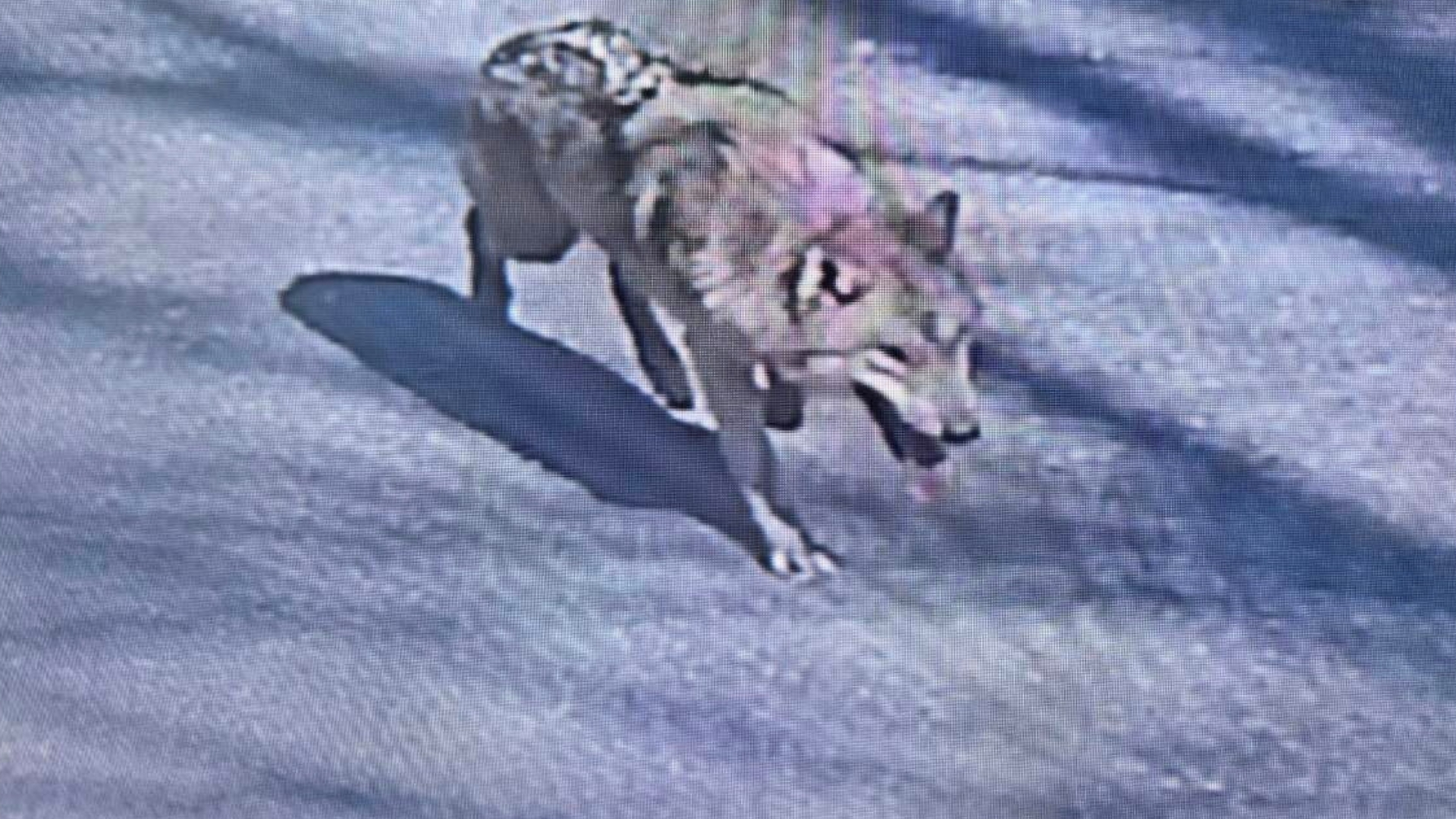 Video thumbnail for South Korean authorities recapture escaped zoo wolf after nine-day search