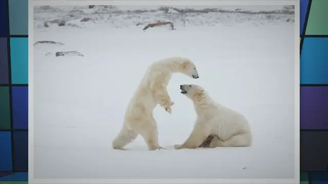 Video thumbnail for Animals in the Polar Region: A Fascinating World of Adaptations