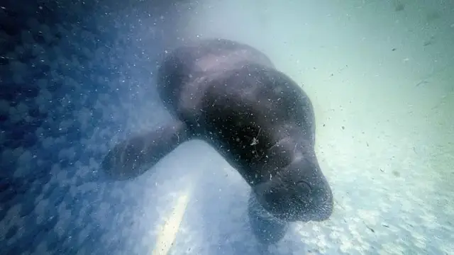 'Video thumbnail for Hope floats in the Amazon as young manatee Bacuri fights for survival'