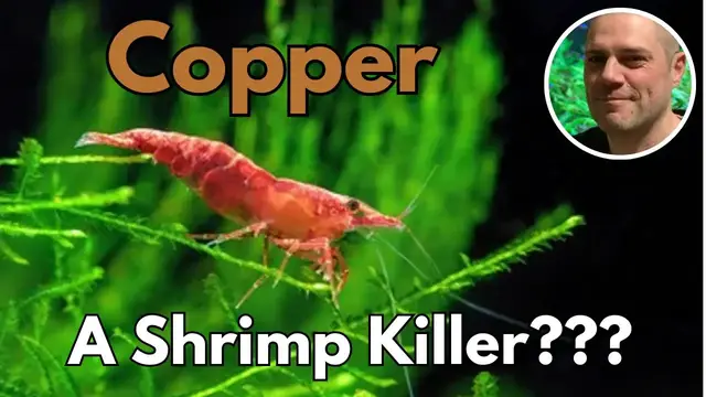 'Video thumbnail for Is Copper Toxic To Shirmp? - Surprising Facts About Copper and Shrimp'